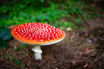 red mushroom in autumn forest