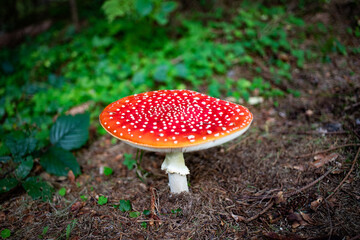 red mushroom in autumn forest