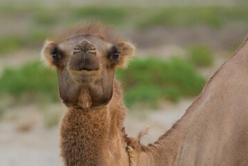 Close-up of a camel's face in the steppes of Kazakhstan