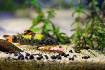 Panda garra freshwater fish - Garra flavatra