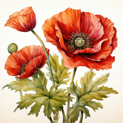 watercolor poppy clipart, generative ai