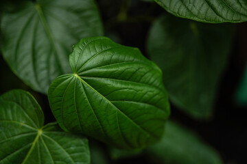A green leaf