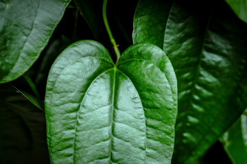 A grren fresh leaf