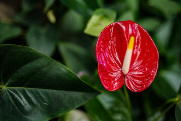 Red anthurium