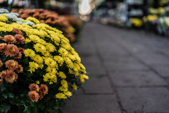 Flowers placed on graves at a cemetery, Poland, November 1 &mdash; All Saints' Day (also known as All Souls' Day / Day of the Dead)