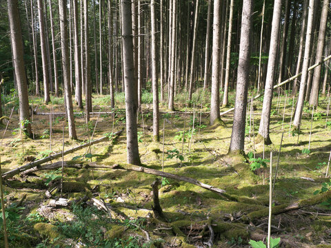 Eine eingezäunte Schonung im Wald mit Jungpflanzen und Schutzzaun zur Aufforstung