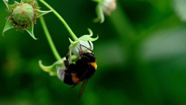A bee pollinating flower in summer. Bee looking for sweet nectar on a raspberry blooming flower. Slow motion footage