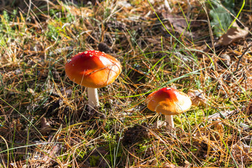 Toadstool mushrooms growing in autumn forest. Autumn season. Red fly agaric. Amanita muscaria.