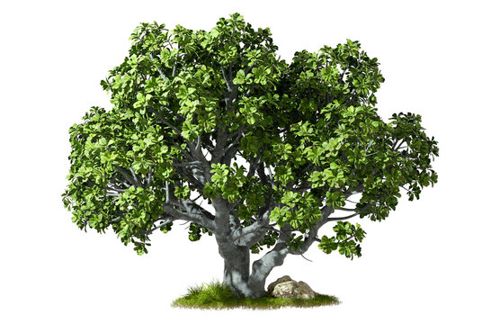 Cutout eco greenery tree standing on grassy transparent backgrounds 3d render png