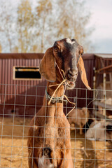 Domestic cute goat in a pen on a home private farm