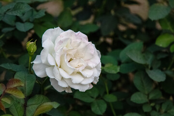 White rose against yellow background. Flower wallpaper.