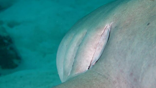 Agallas de tibur&oacute;n respirando