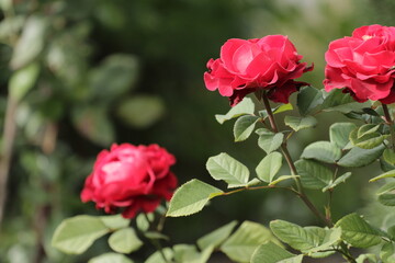 pink roses on the street 