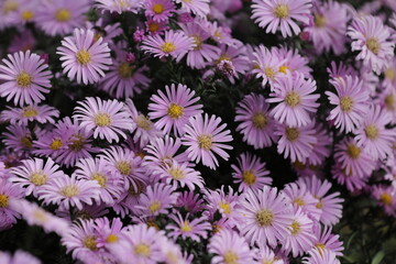 Fototapeta premium flowers on the street 