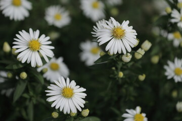 flowers on the street 