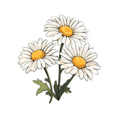 Hand Drawn Flat Color Daisy Flower Illustration