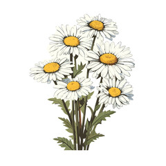 Fototapeta premium Hand Drawn Flat Color Daisy Flower Illustration