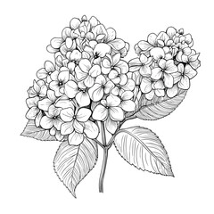 Hand Drawn Sketch Hydrangea Flower Illustration
