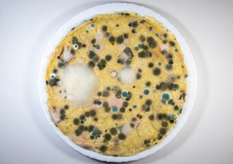 A close-up of spoiled food on which mold has grown