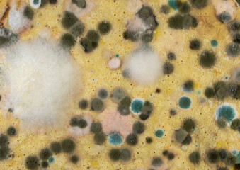 A close-up of spoiled food on which mold has grown