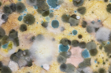 A close-up with molds of different colors. Fungus of many types on food