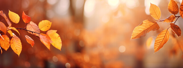 Autumn leaves on the sun. Fall blurred background.