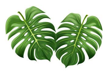 Fototapeta na wymiar Two tropical monstera leaves isolated on transparent background PNG