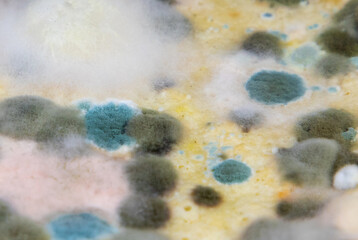 Mold on spoiled food. Various types of fungi grown on food