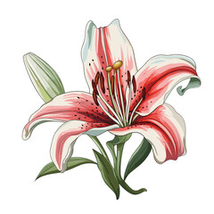 Hand Drawn Flat Color Lily Flower Illustration
