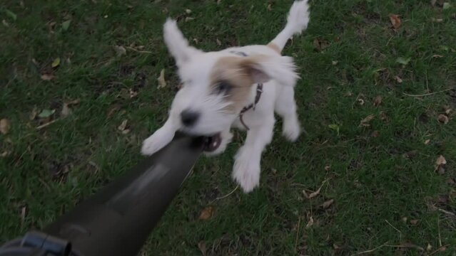 A dog Jack Russel terrier plays with a leaf blower. Slow motion
