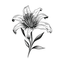 Hand Drawn Sketch Lily Flower Illustration