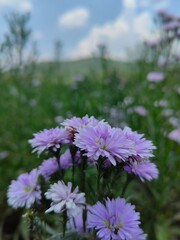 flowers in the garden