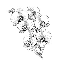 Hand Drawn Sketch Orchid Flower Illustration
