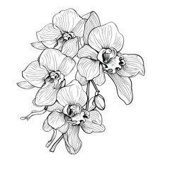 Hand Drawn Sketch Orchid Flower Illustration