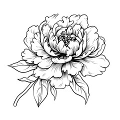 Hand Drawn Sketch Peony Flower Illustration