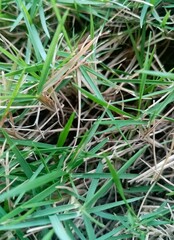 Closeup grass