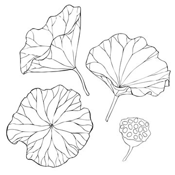 Set Of Vector Hand Drawn Lotus Flowers And Buds, Huge Leaves, Black Line Art Illustration. Outline Floral Drawing For Logo, Tattoo, Packaging Design, Compositions. Water Lily Botanical Vector Design.