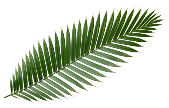 Single palm leaf isolated on transparent background PNG