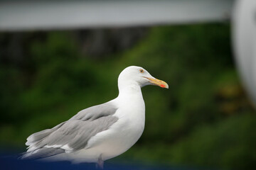 Seagull