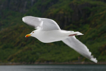 Flying seagull
