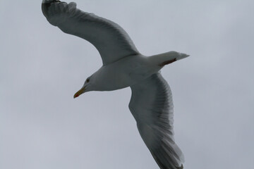 Flying seagull