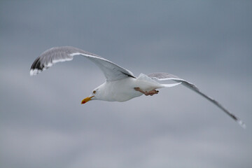 Flying seagull