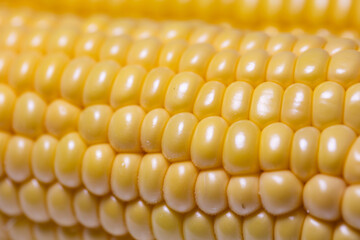Closeup of corn cob, corn textured background