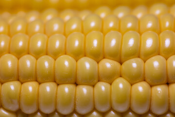 Closeup of corn cob, corn textured background