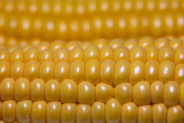 Closeup of corn cob, corn textured background