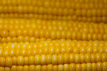 Closeup of corn cob, corn textured background
