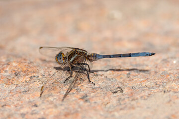 Blue dragonfly perched on a stone.