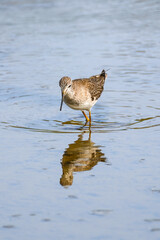 Feeding greater yellowlegs
