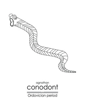 Conodont an Ordovician period jawless vertebrate, is well-suited for both coloring and educational purposes in a black and white line art illustration