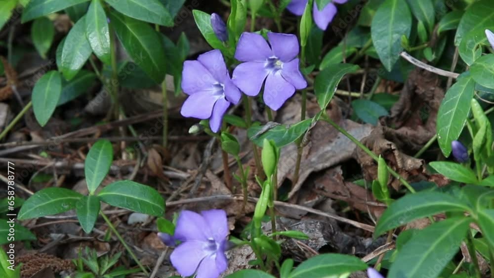 Sticker Purple spring flowers - Periwinkle (lat. Vinca minor), blossoming in early spring.